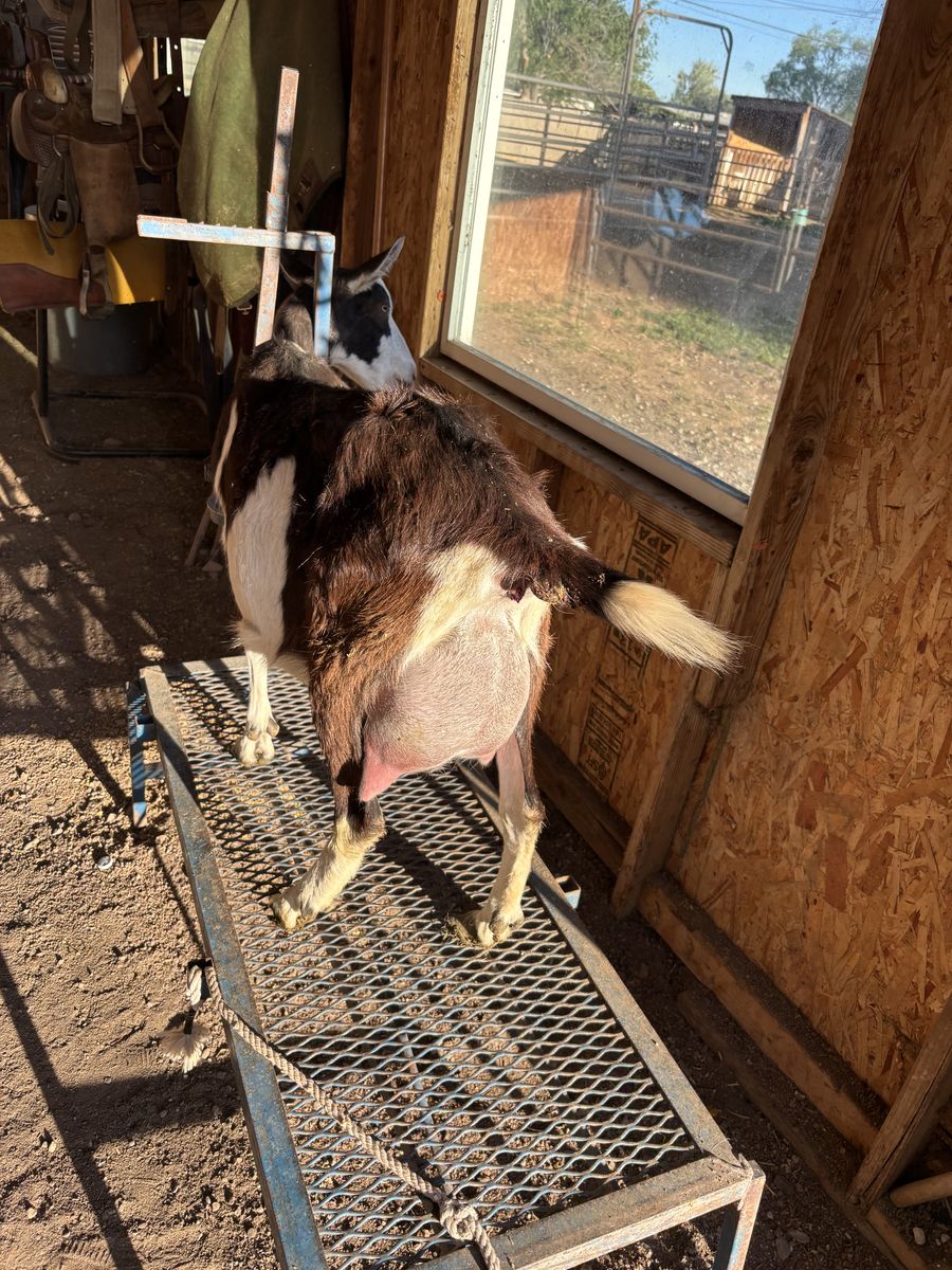 Beautiful Alpine doe in milk