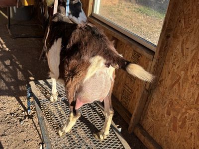 Beautiful Alpine doe in milk