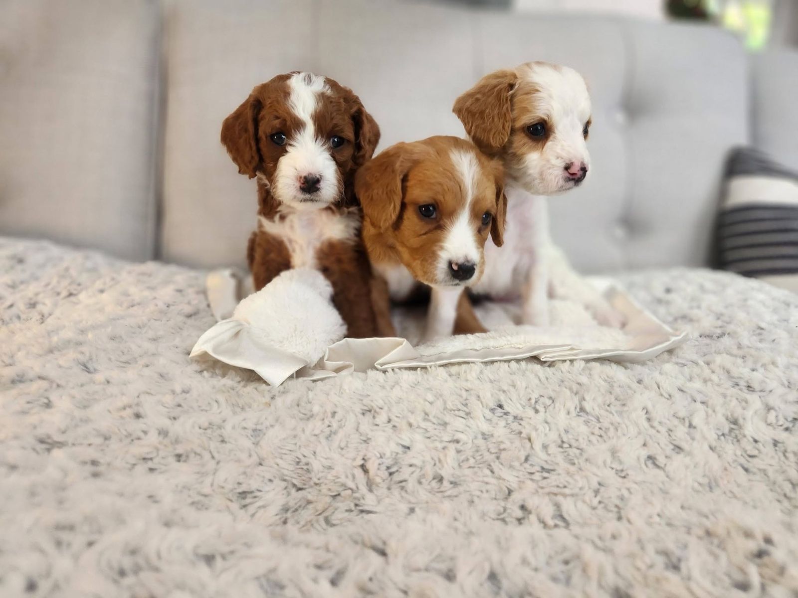 Mini Cavapoo