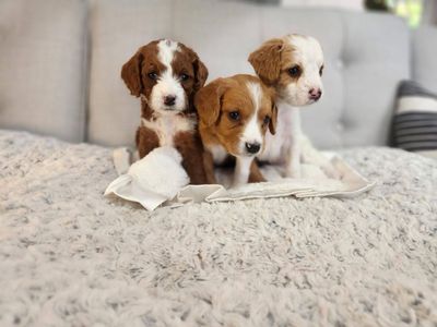 Mini Cavapoo