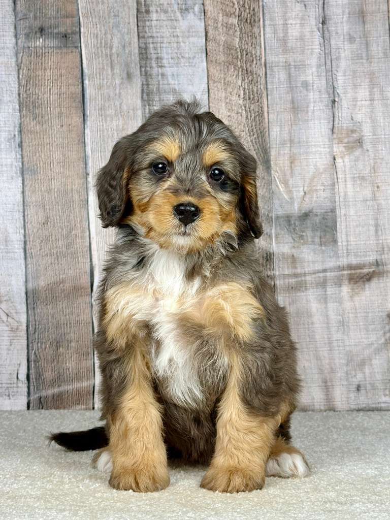 Girl Dolores - Mini Bernedoodle $1800