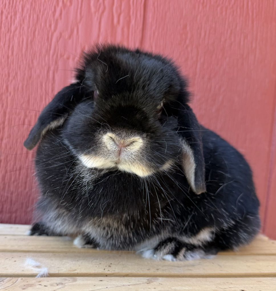 *RABBITRY CLOSING*  INDOOR RAISED HOLLAND LOPS