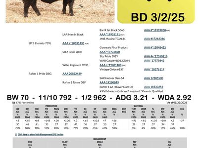 Registered Black Angus Yearling Heifer Bull