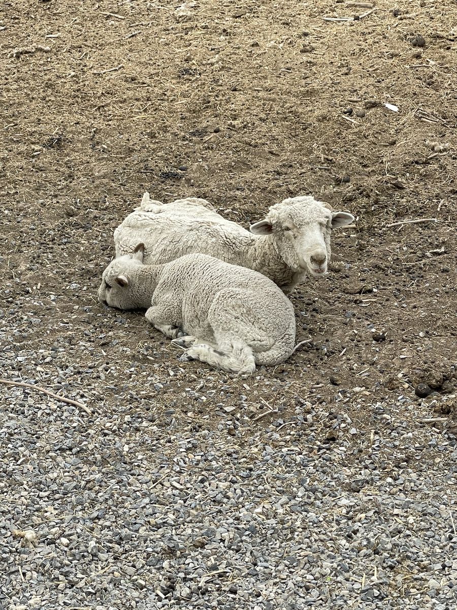 Ewe Sheep Pair
