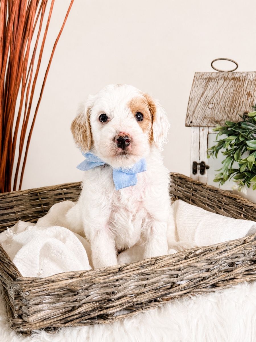 F1BB Mini Petite Goldendoodle Puppies in the 12-15 lb Range. All females
