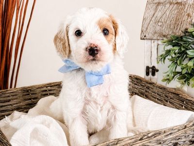 F1BB Mini Petite Goldendoodle Puppies in the 12-15 lb Range. All females