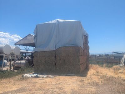 Feeder Alfalfa