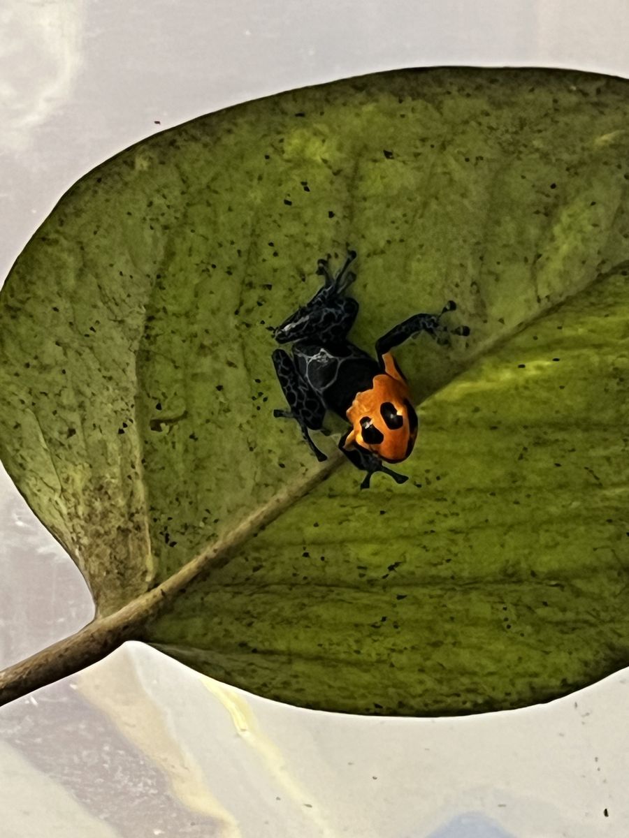 Poison Dart Frogs Ranitomeya imitator “Varadero”