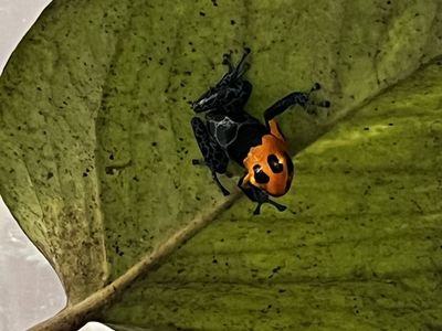 Poison Dart Frogs Ranitomeya imitator “Varadero”