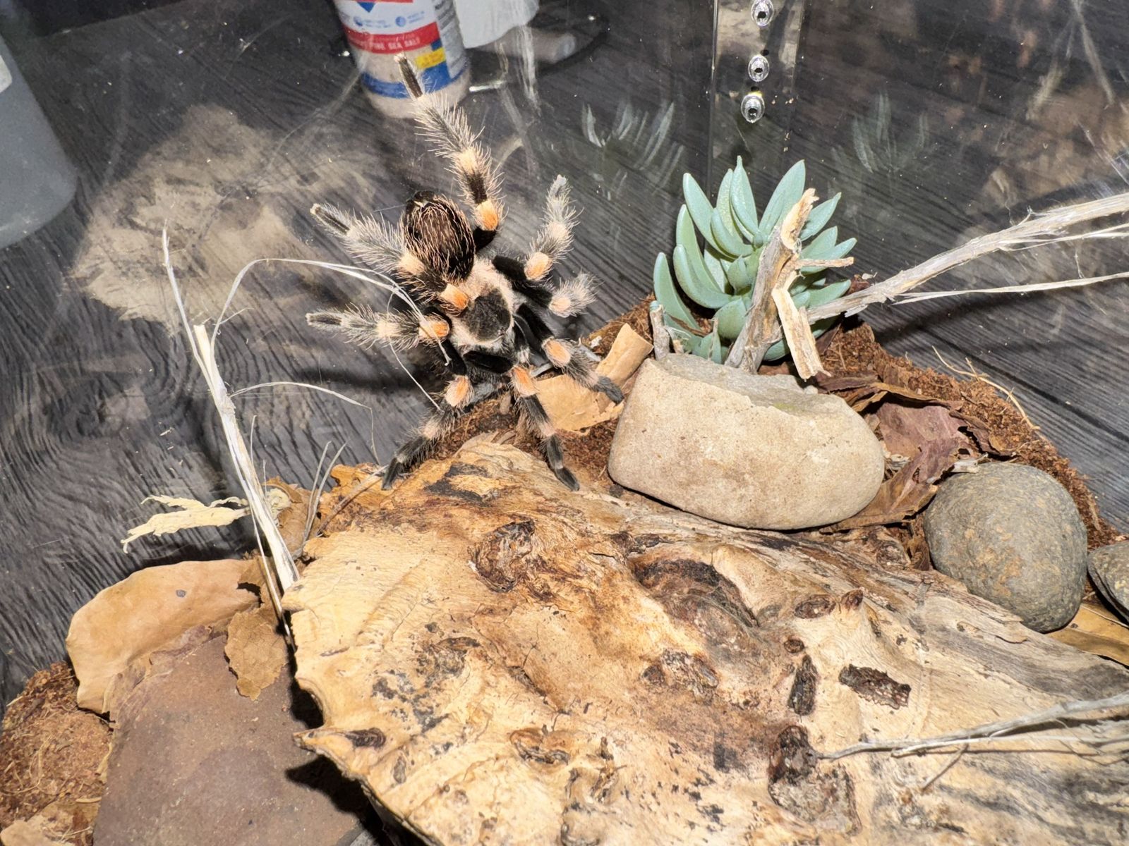 Mexican red knee tarantula