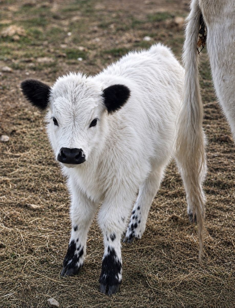 Gorgeous highpark cow and heifer calf