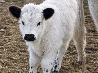 Gorgeous highpark cow and heifer calf