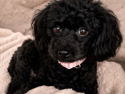 Fully trained Maltipoo female