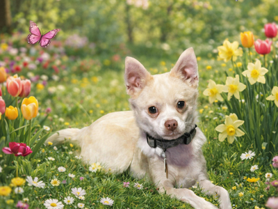Harvey - Chihuahua Mix - Available for Adoption