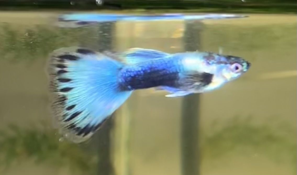 Guppies $2 each