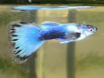 Guppies $2 each