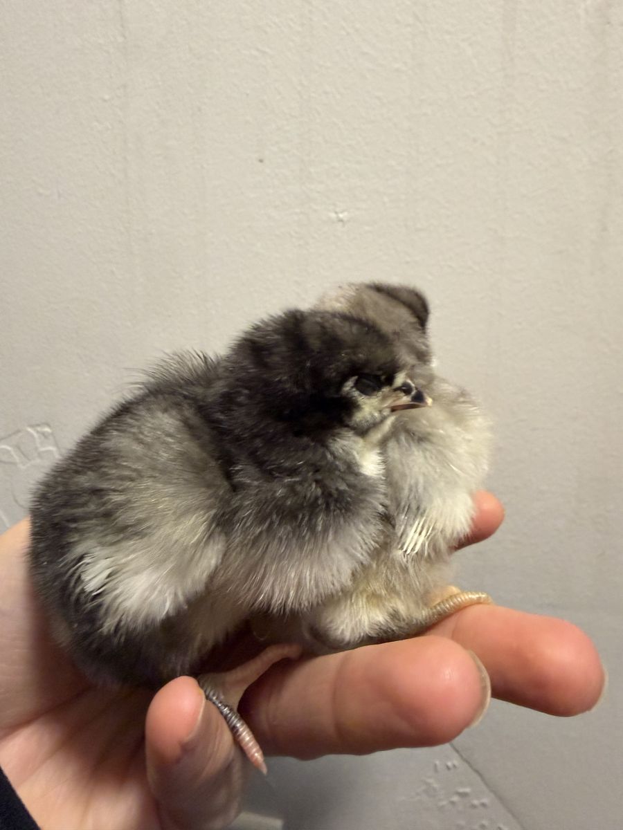 English Orpingtons female chicks pullets