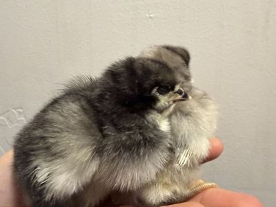 English Orpingtons female chicks pullets