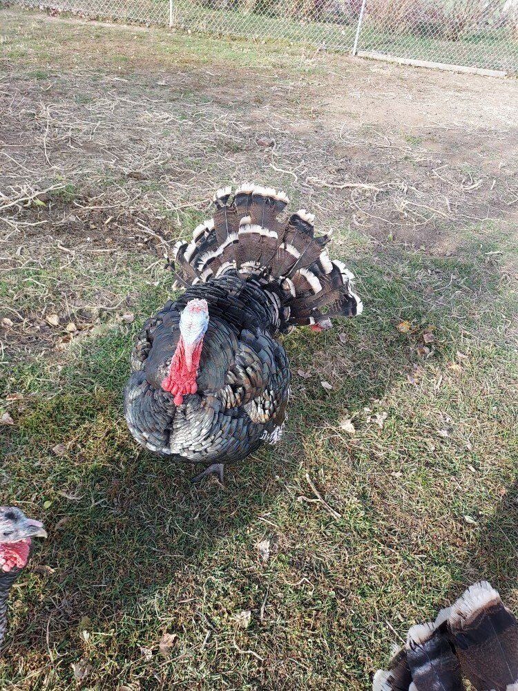 Standard Bronze Turkeys 4 Hens left are laying