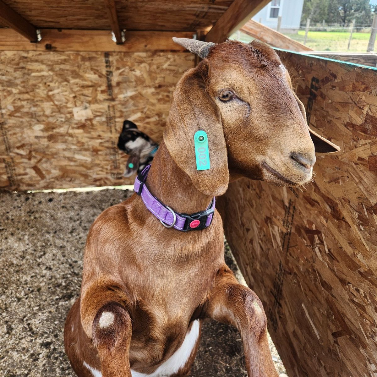 Breeding Full Boer Doe $250