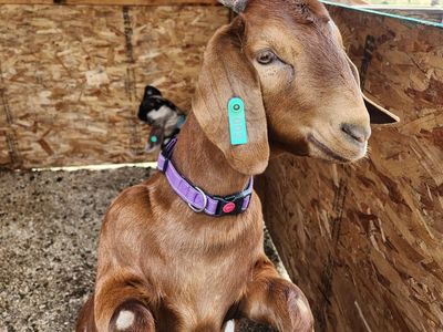 Breeding Full Boer Doe $250