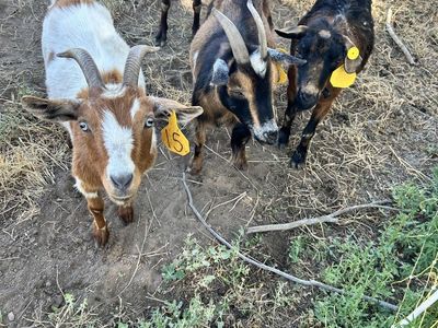 Nigerian Dwarf Does