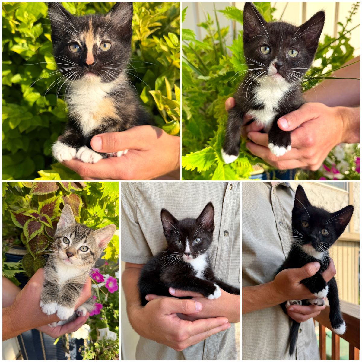 Adorable Kittens Ready To Find A Home!