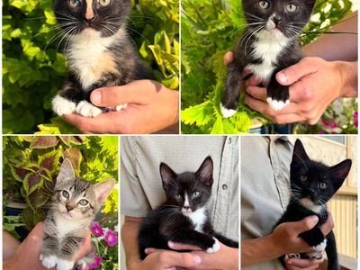 Adorable Kittens Ready To Find A Home!