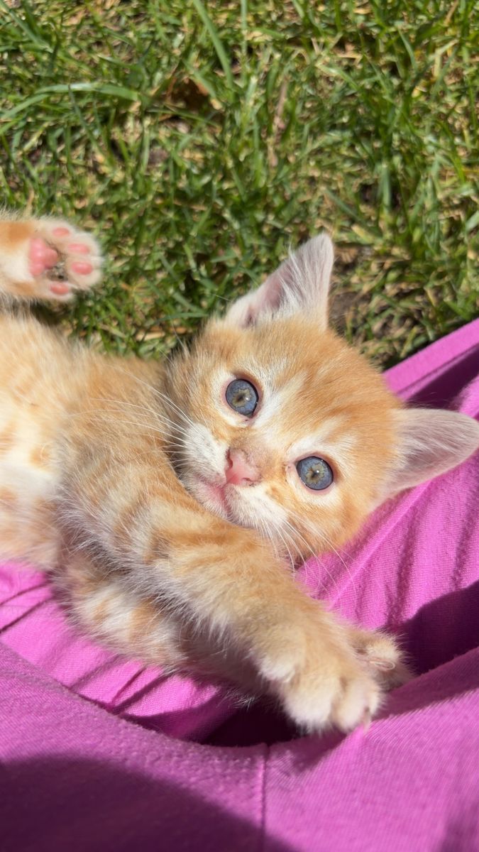 Kittens for sale
