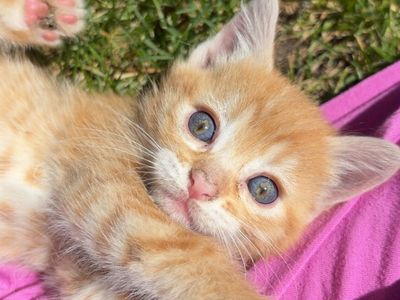 Kittens for sale