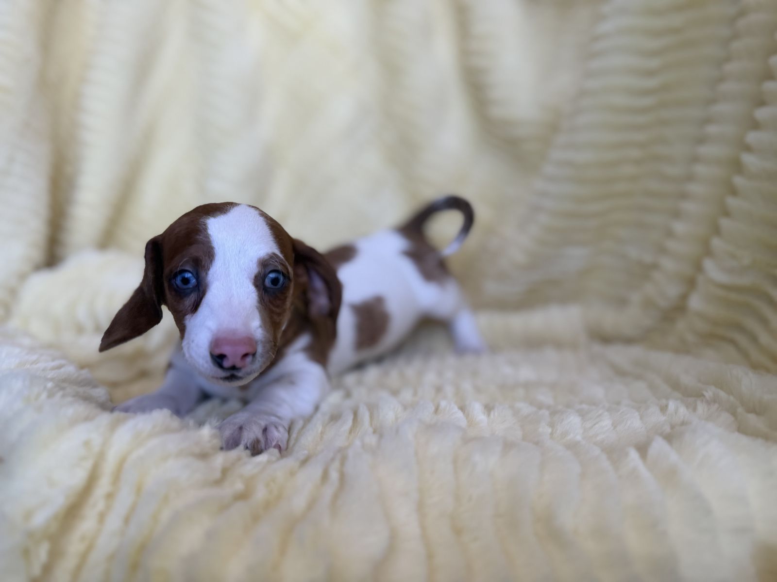 Tini Weenie Dachshunds