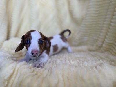 Tini Weenie Dachshunds