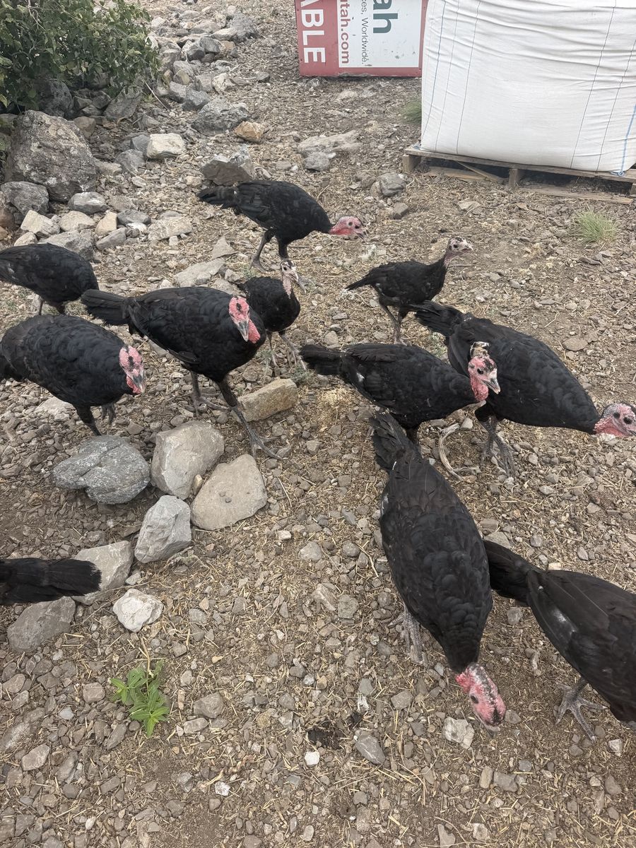 Heritage Turkeys Black Spanish Cross Turkeys