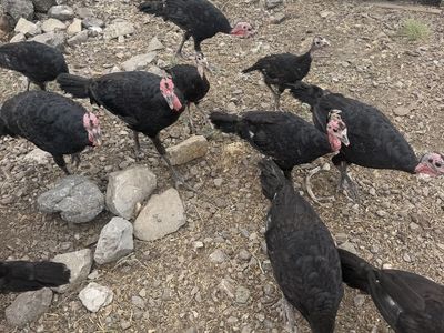 Heritage Turkeys Black Spanish Cross Turkeys