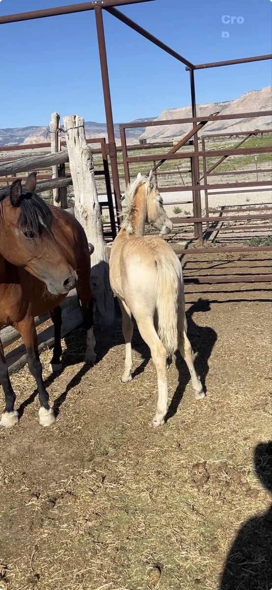 Half pony half cowhorse