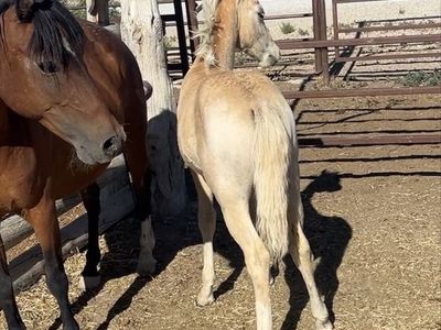 Half pony half cowhorse