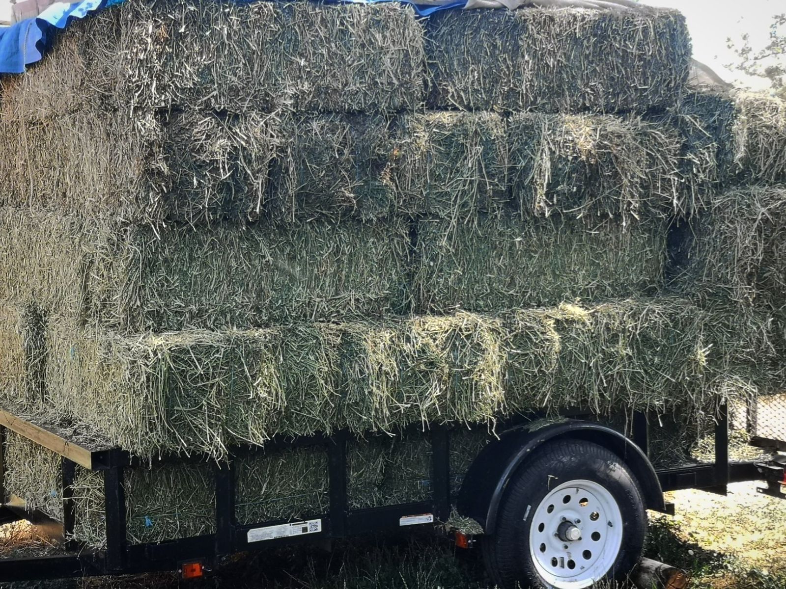 55 Bales Top Quality Alfalfa DELIVERY Second Crop