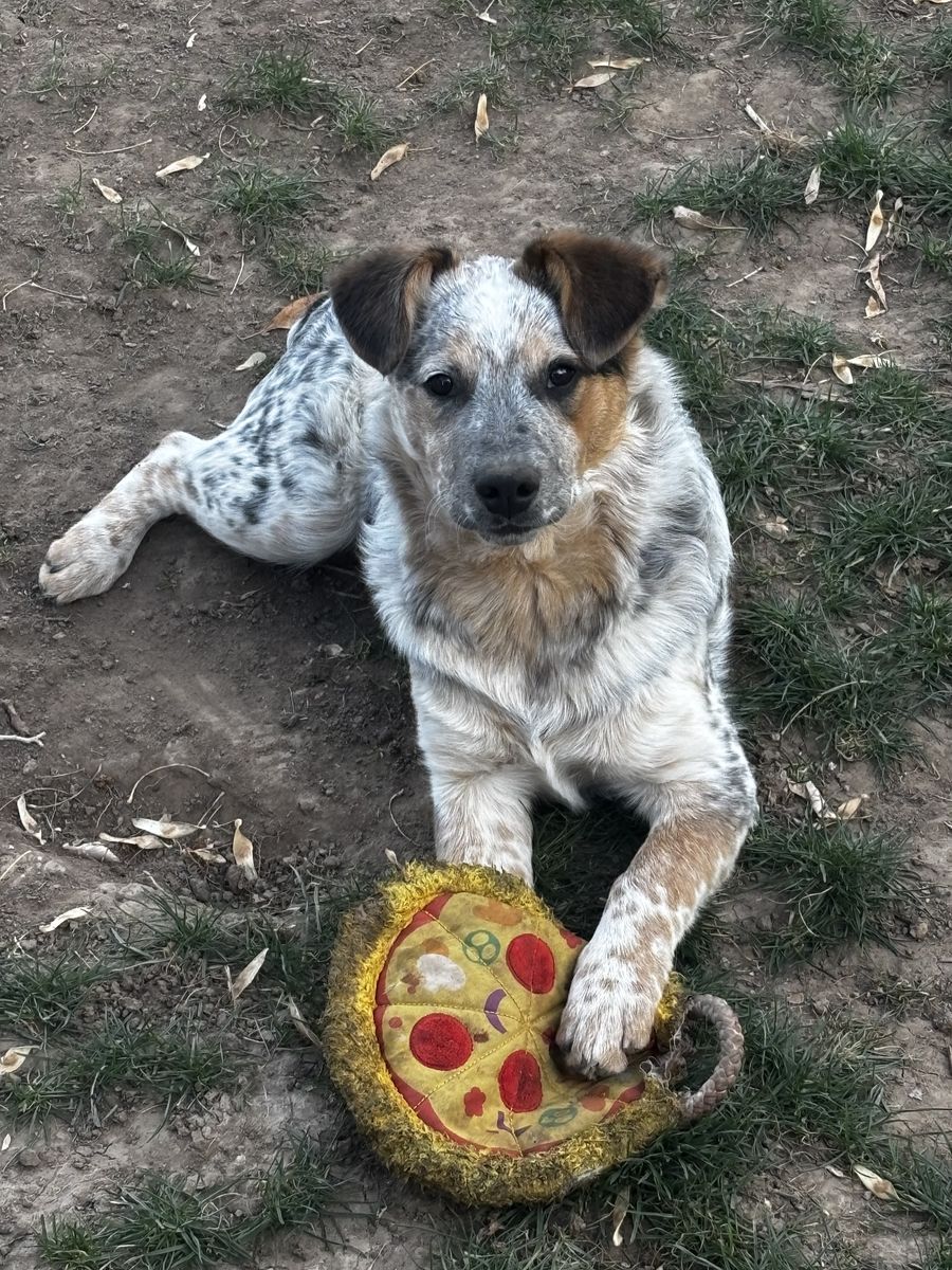 Free to a good home.