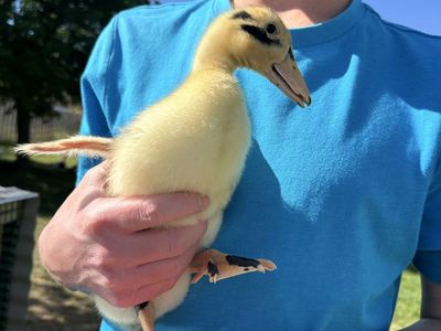 Ancona ducklings