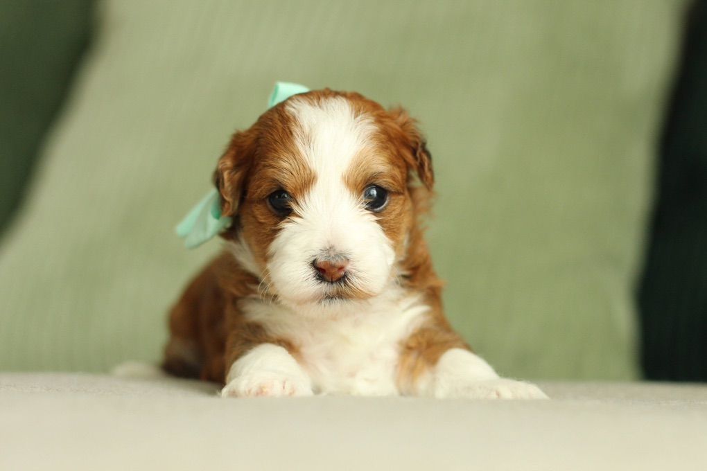Havapoo Puppy (read Below)