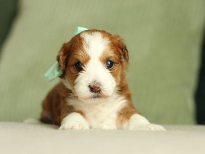 Havapoo Puppy (read Below)