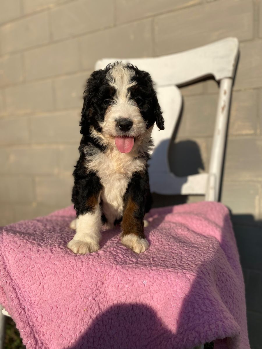 Standard Bernedoodle – Girl Daisy ($2400)