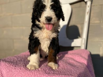 Standard Bernedoodle – Girl Daisy ($2400)