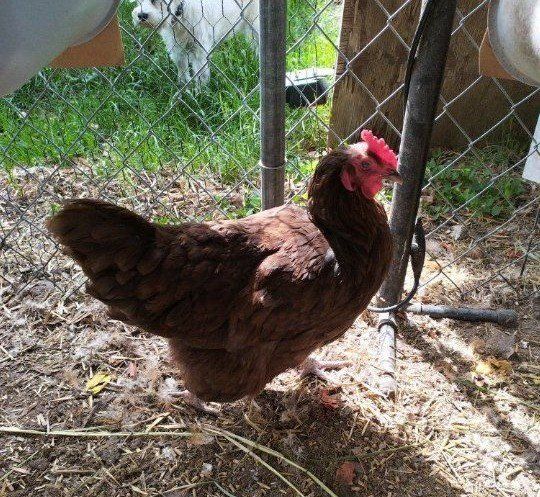 6 chickens hens