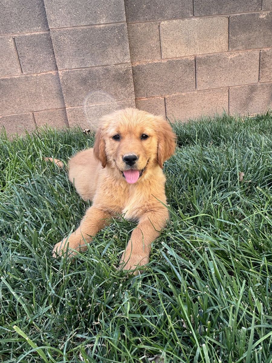 AKC Golden Retriever Puppies