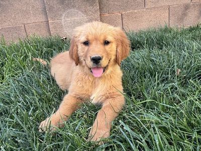 AKC Golden Retriever Puppies
