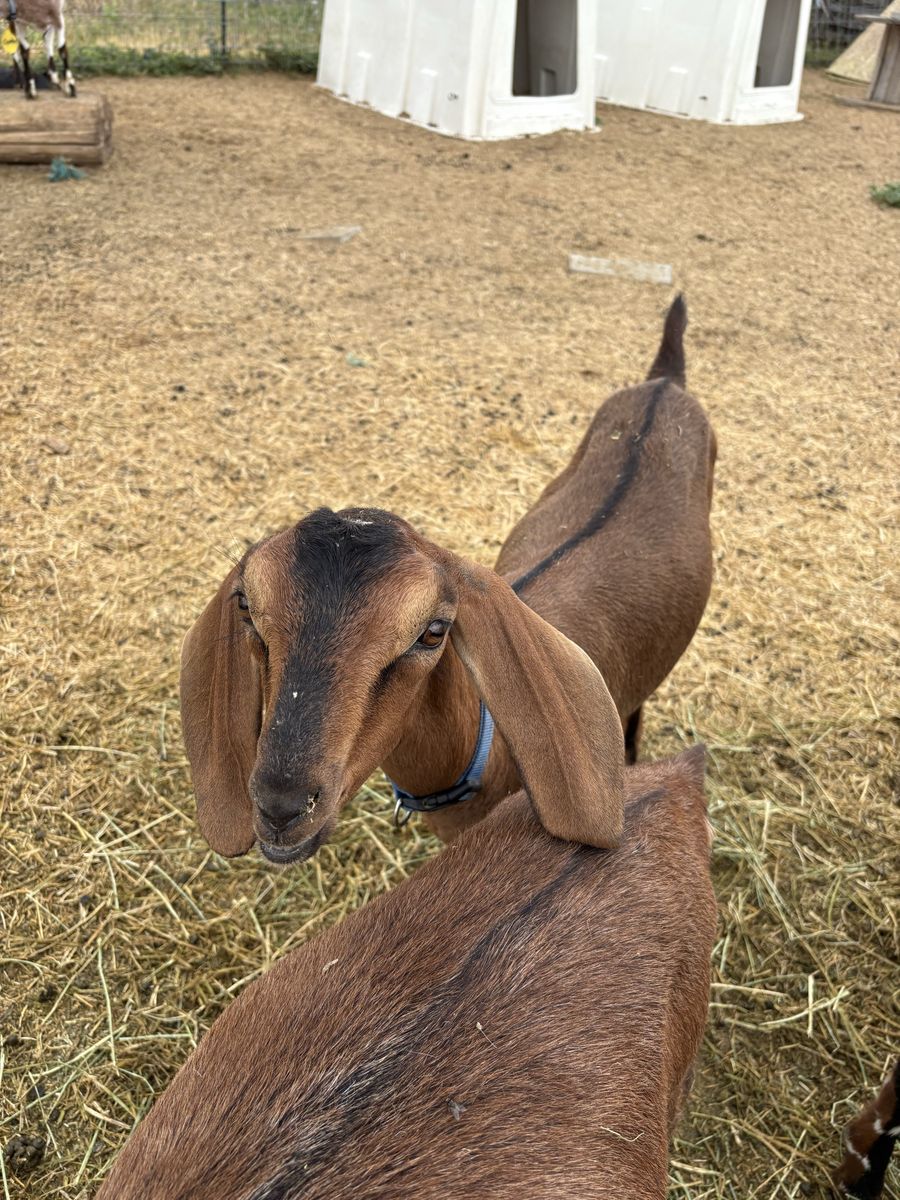 Nubian doeling *read description*