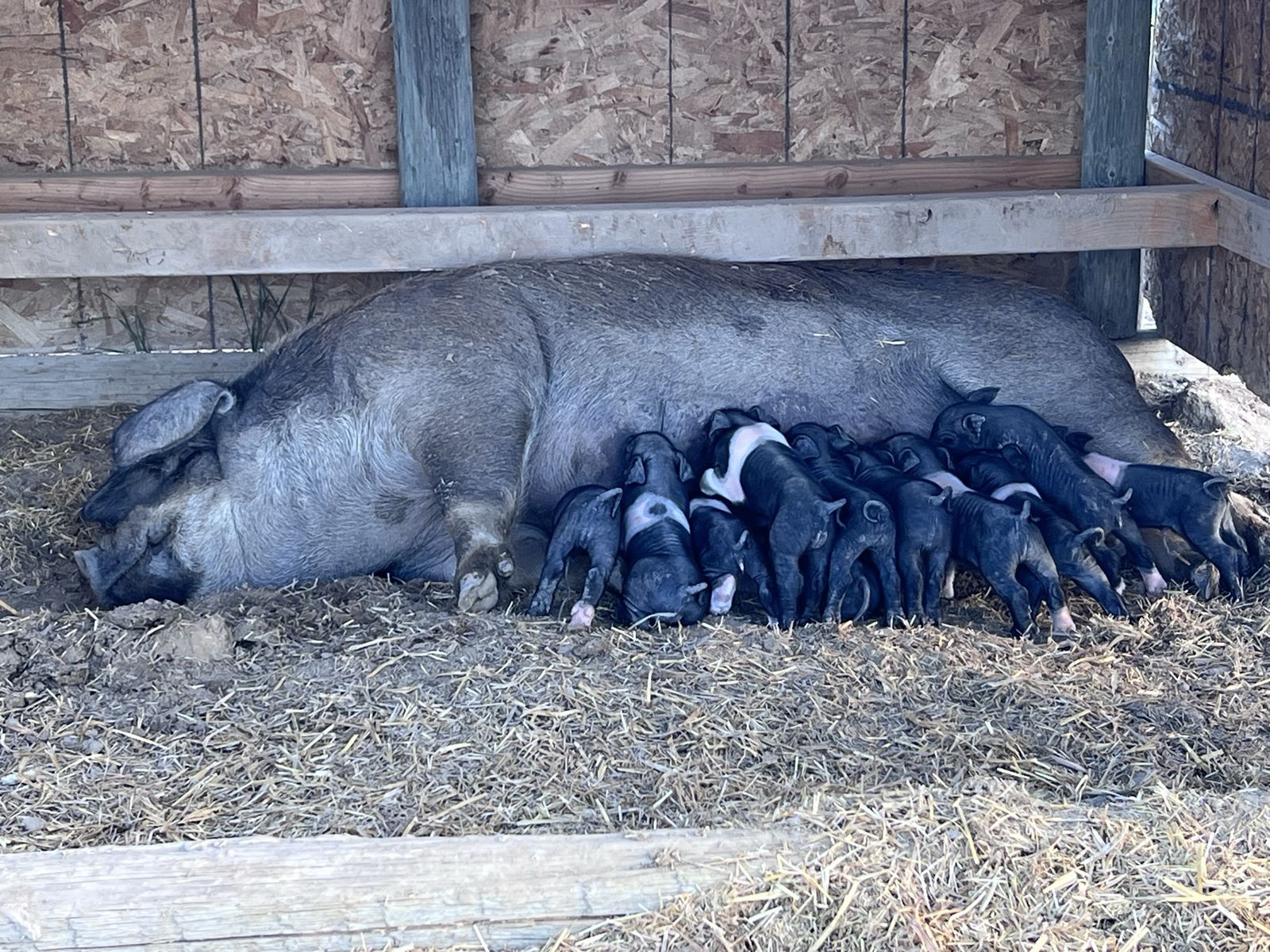 Heritage weaner pigs 4 left
