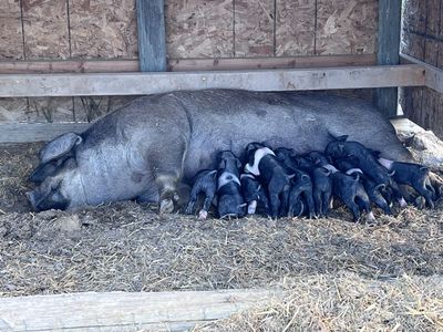 Heritage weaner pigs 4 left