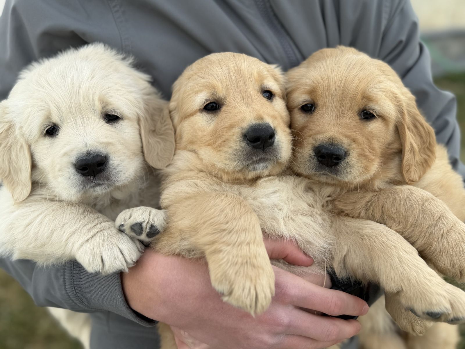 AKC Golden Retriever Puppies- Health Tested- Champion Lines